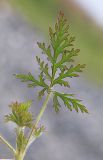 Erodium stephanianum. Лист с частью побега. Приморский край, Хасанский р-н, западный берег бухты Рейд Паллада вблизи косы Назимова, песчано-галечниковая морская терраса. 16.05.2026.