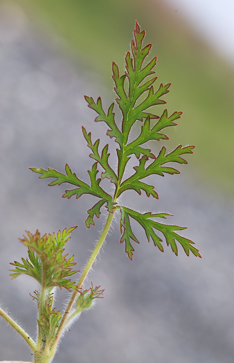 Изображение особи Erodium stephanianum.