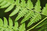 Pteridium japonicum. Часть вайи (вид на абаксиальную поверхность). Приморский край, окр. г. Находка, п-ов Трудный, в дубовом лесу. 21.05.2017.