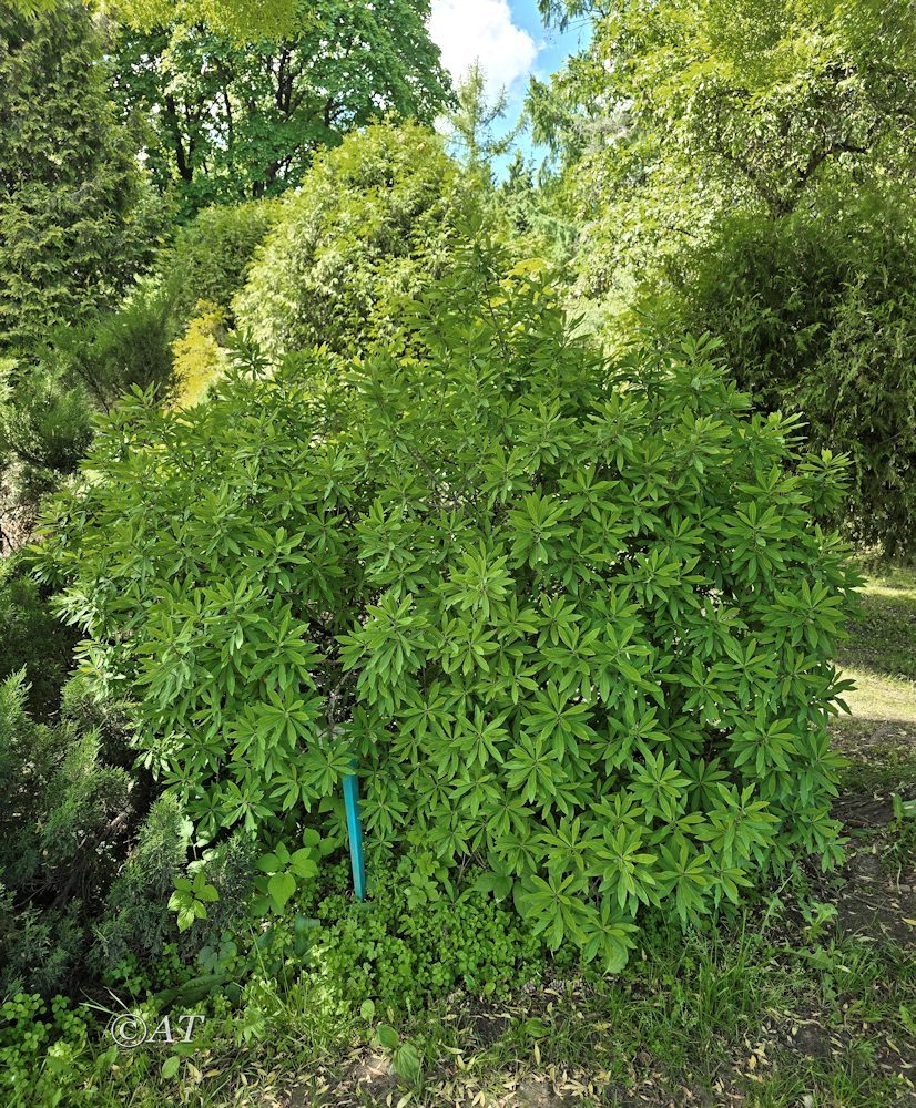 Image of Daphne mezereum specimen.