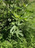 Ficus carica. Молодое деревце. ЮАР, пров. Гаутенг, пригород Киблер Парк (Kibler Park), природный запов. \"Клиприверсберг\" (Klipriviersberg Nature Reserve), ферма семьи Морей (Marais Family), залежь, реликт культуры (?). 20.01.2025.