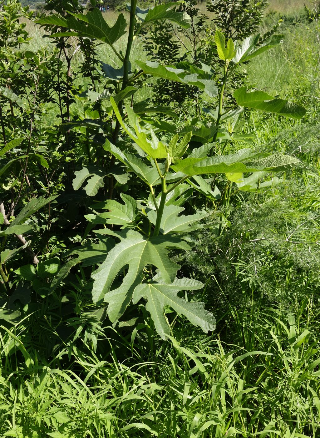 Image of Ficus carica specimen.