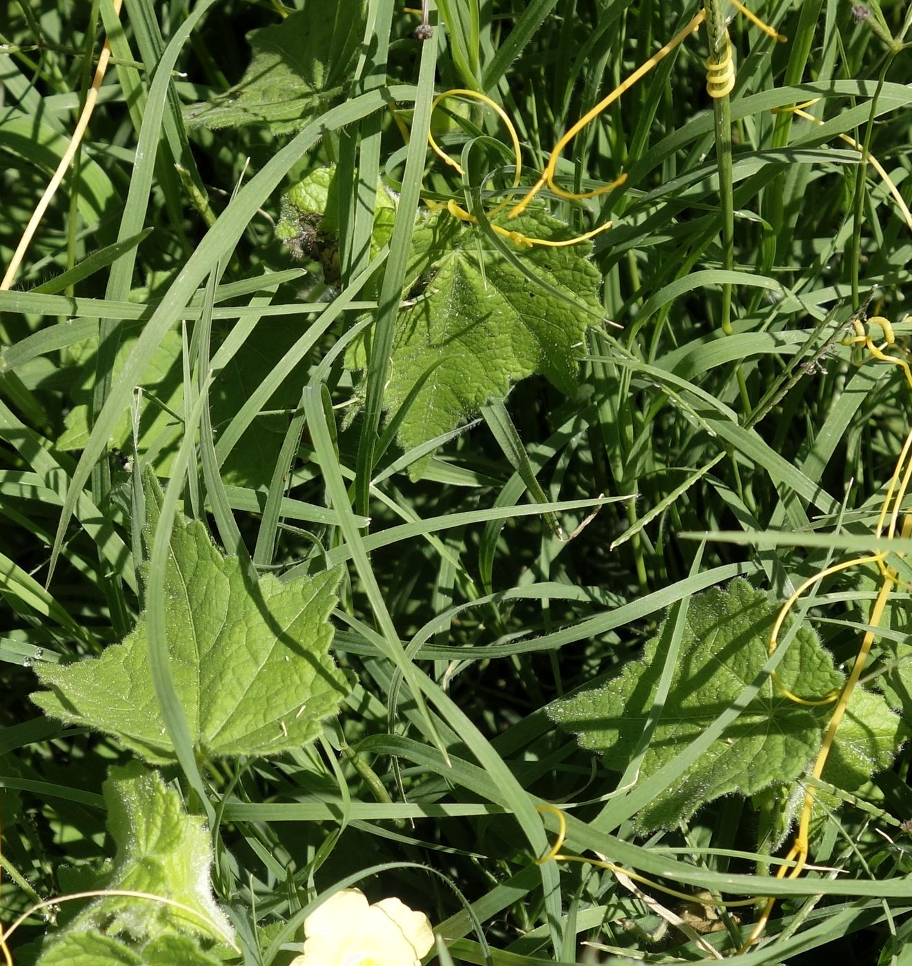 Изображение особи род Cucumis.