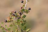 Rosa spinosissima