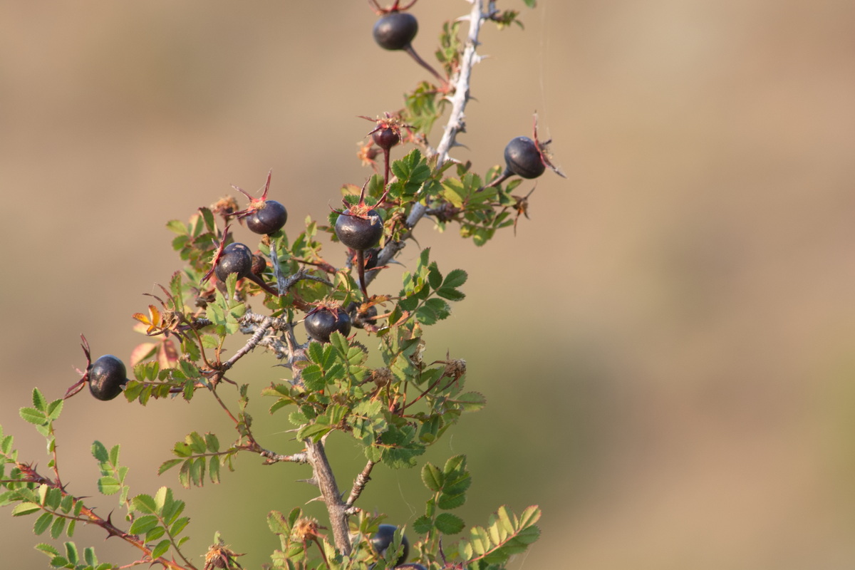 Image of Rosa spinosissima specimen.