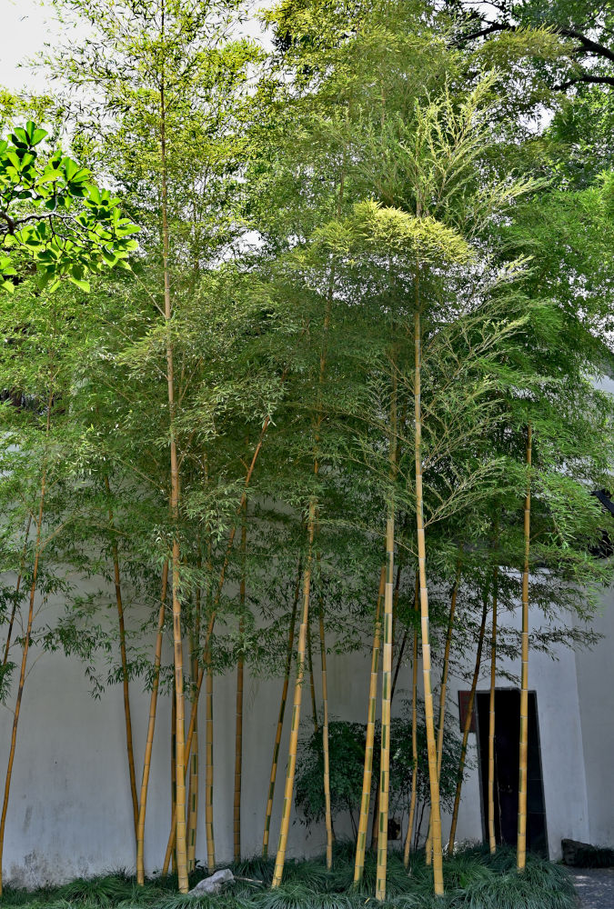Image of Phyllostachys aureosulcata specimen.