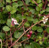 View full-size image Mitchella repens