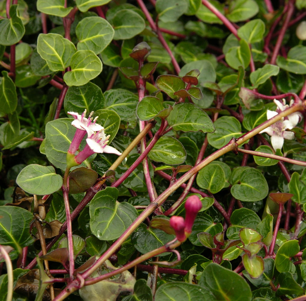 Image of Mitchella repens specimen.
