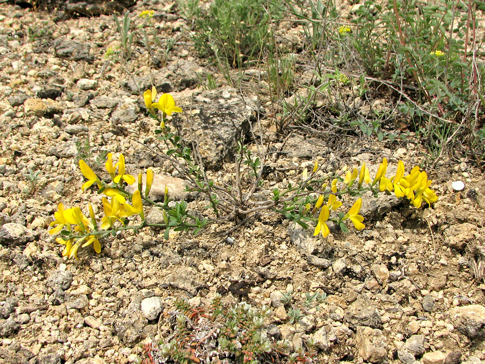 Изображение особи Genista scythica.