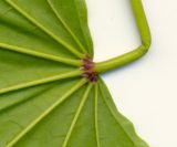 Image of taxon representative. Author is Арби Хасанов