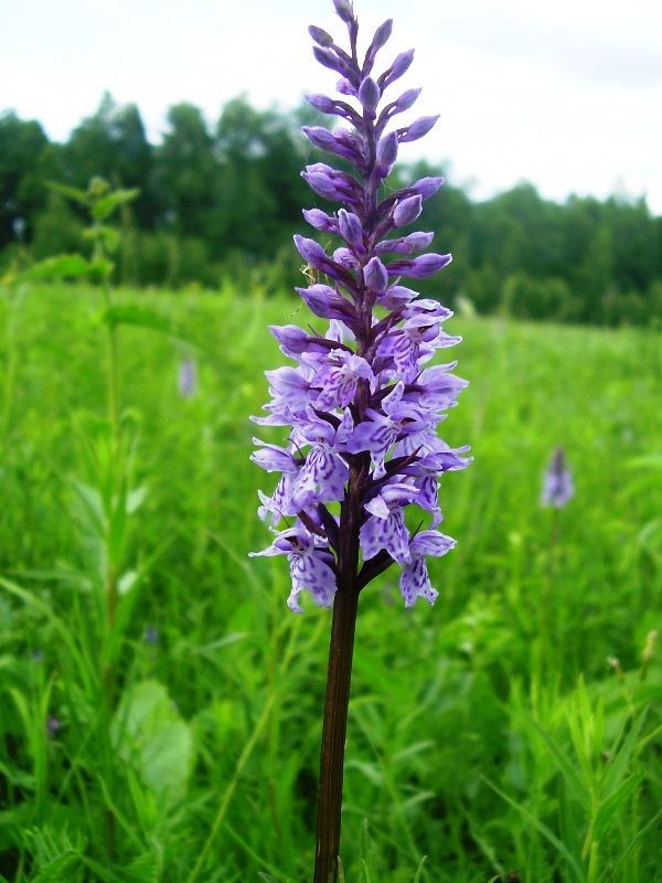 Image of Dactylorhiza fuchsii specimen.