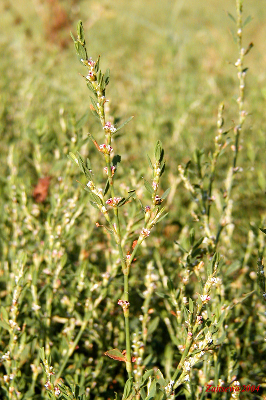 Image of Polygonum aviculare specimen.