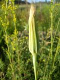 Tragopogon orientalis