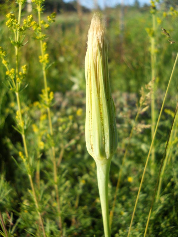 Изображение особи Tragopogon orientalis.