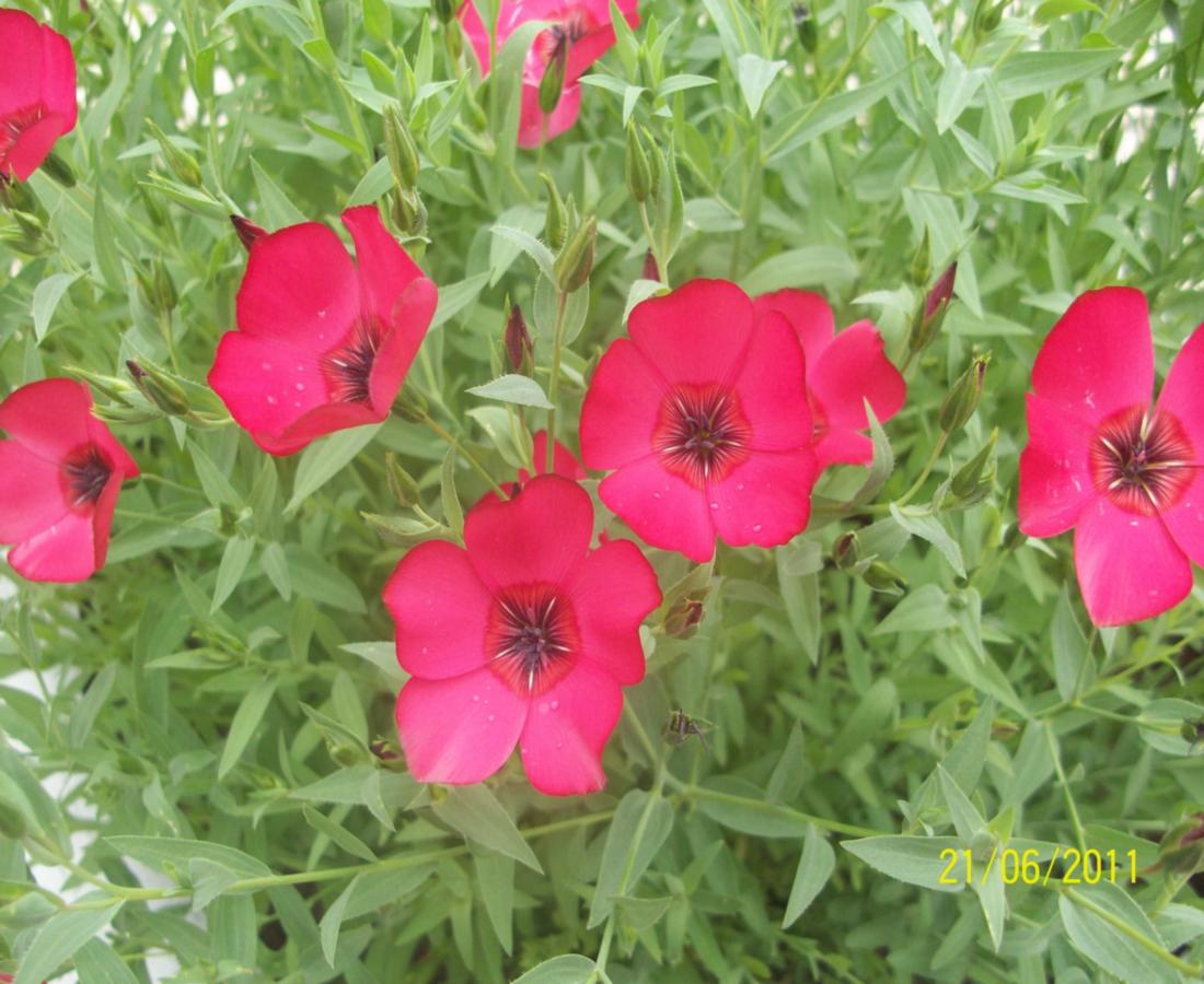 Image of Linum grandiflorum specimen.