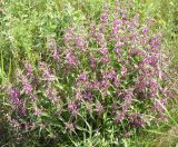 Phlomis pungens