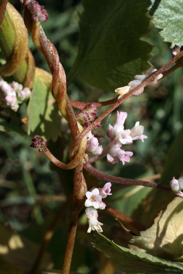 Image of Cuscuta monogyna specimen.