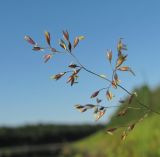 Agrostis