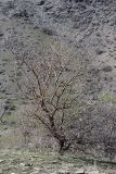 Crataegus turkestanica. Дерево до начала вегетации. Узбекистан, хребет Нуратау, ущелье Хаятсай. 27.03.2011.