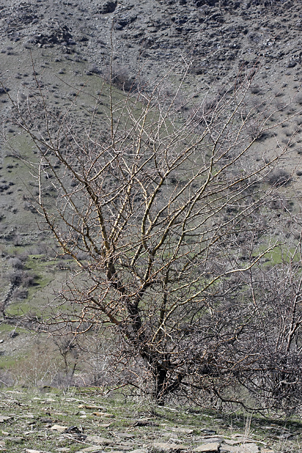 Изображение особи Crataegus turkestanica.