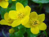 Caltha palustris. Цветки. Московская обл., Раменский р-н, Хрипань, заболоченный березняк. 17.05.2003.