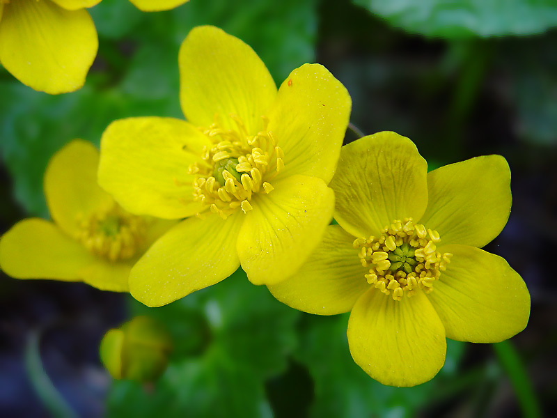 Изображение особи Caltha palustris.