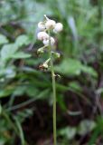 Pyrola minor. Соцветие. Московская обл., Одинцовский р-н, окр. с. Никольское, сосново-еловый папоротниково-кислично-зеленомошный лес. 26.06.2011.