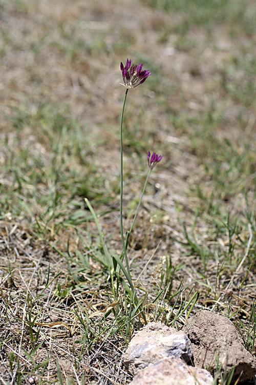 Image of Allium jodanthum specimen.