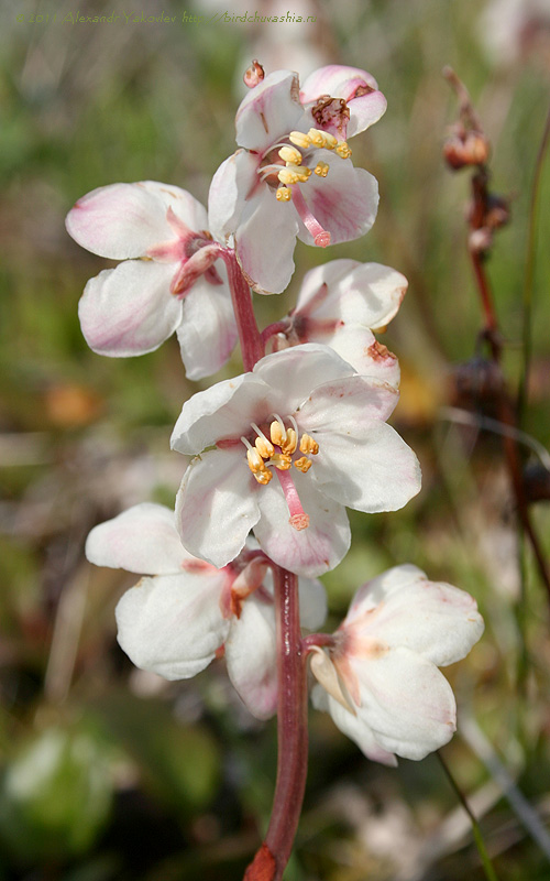 Image of Pyrola grandiflora specimen.