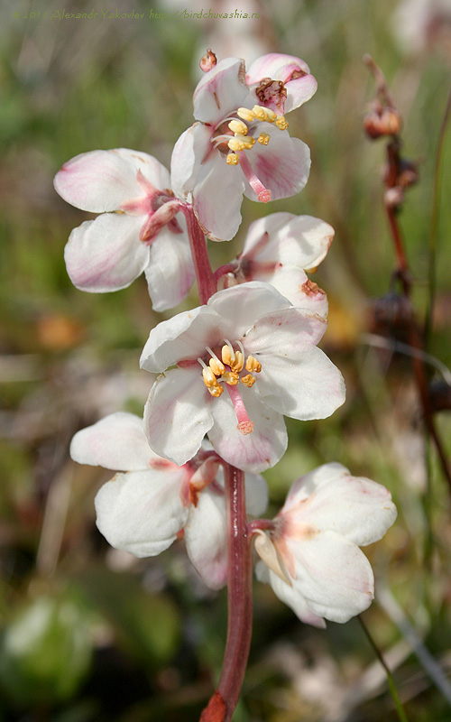 Изображение особи Pyrola grandiflora.