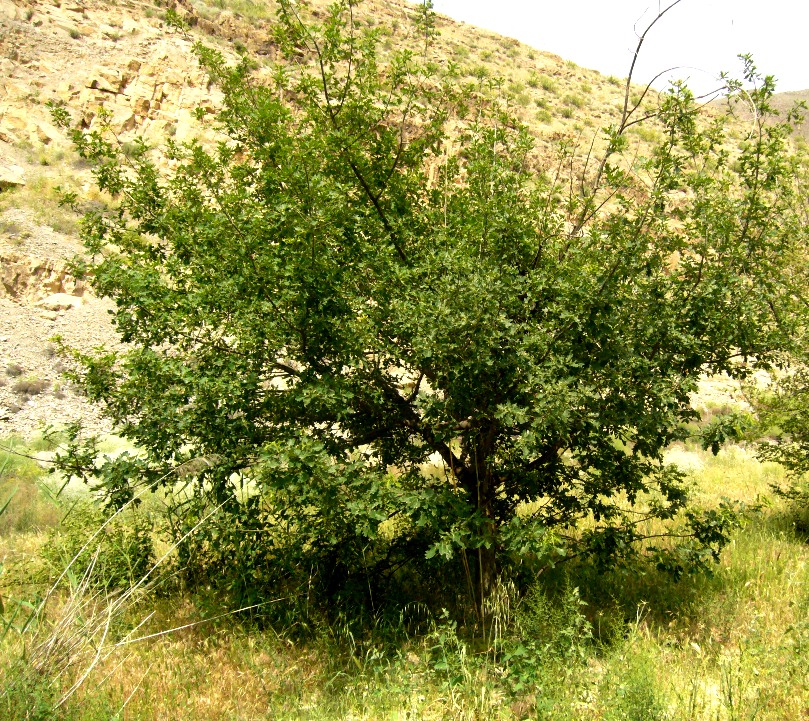 Изображение особи Quercus robur.