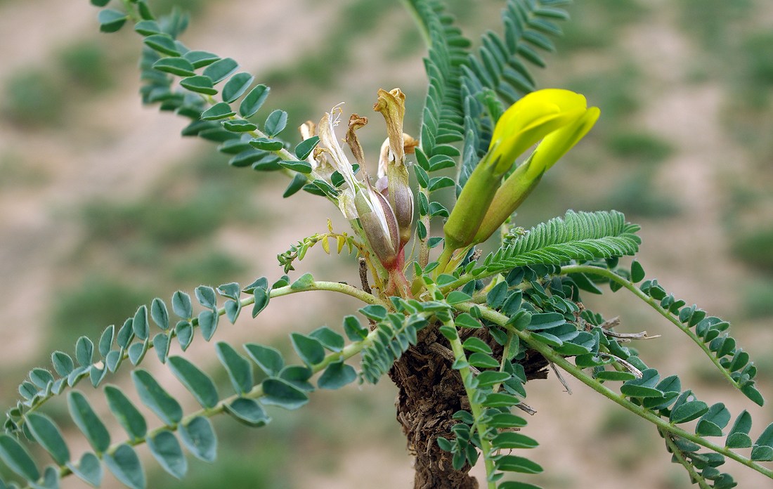 Изображение особи Astragalus macronyx.