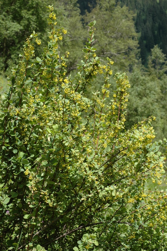 Image of Berberis integerrima specimen.