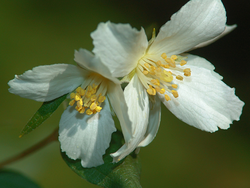 Изображение особи Philadelphus &times; lemoinei.