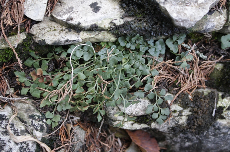 Image of Asplenium ruta-muraria specimen.