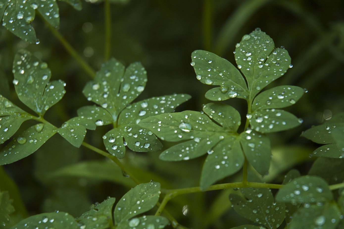 Image of Corydalis multiflora specimen.