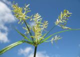 Cyperus esculentus