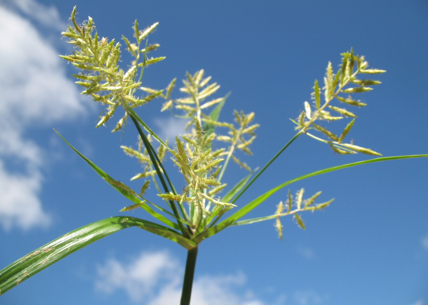 Изображение особи Cyperus esculentus.