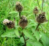 Centaurea pseudophrygia. Соцветие с отцветшими цветками. Ярославская обл., Переславский р-н, с. Елизарово, берег р. Шаха. 09.07.2011.