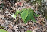 Helleborus caucasicus