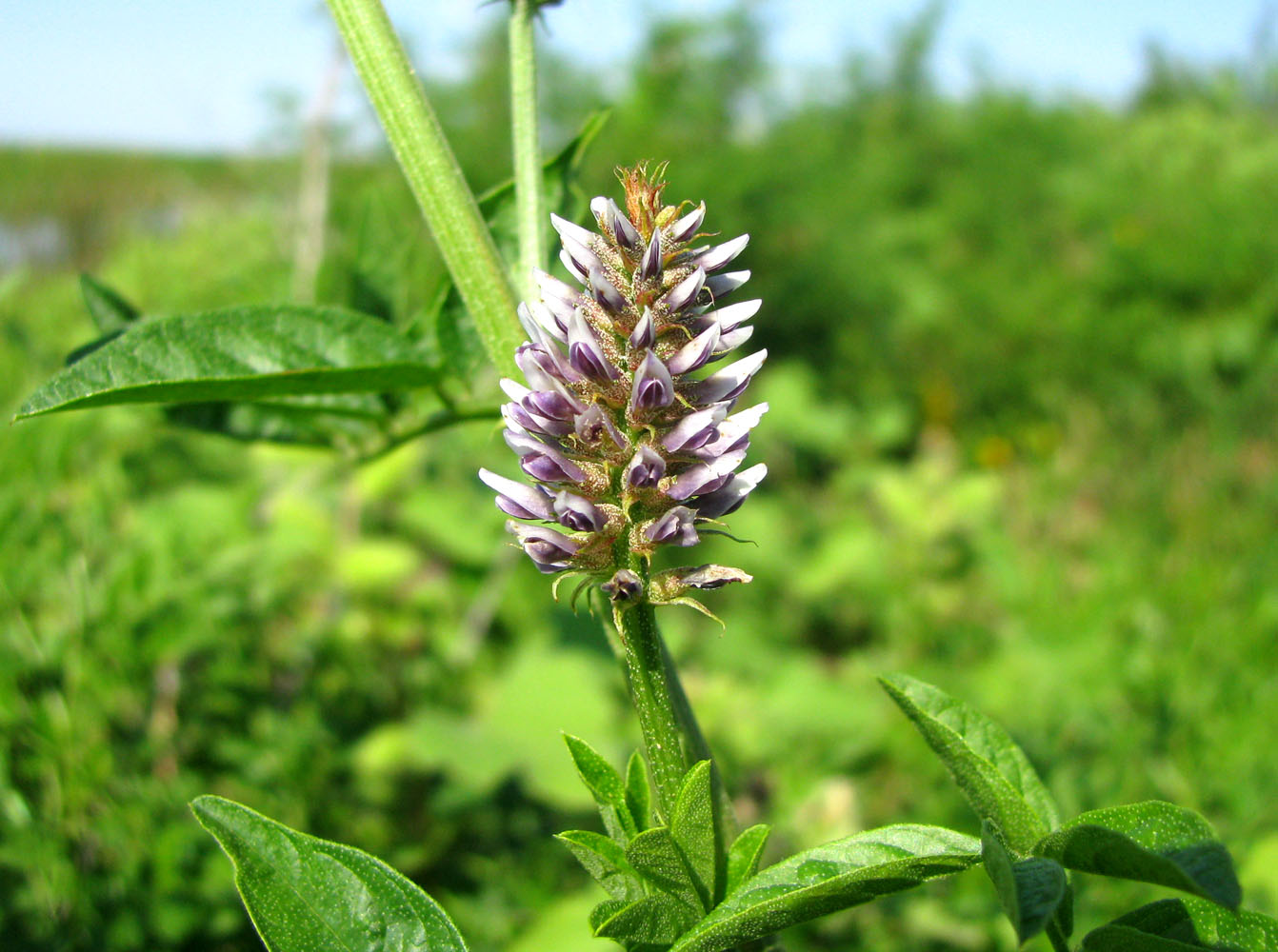 Изображение особи Glycyrrhiza echinata.