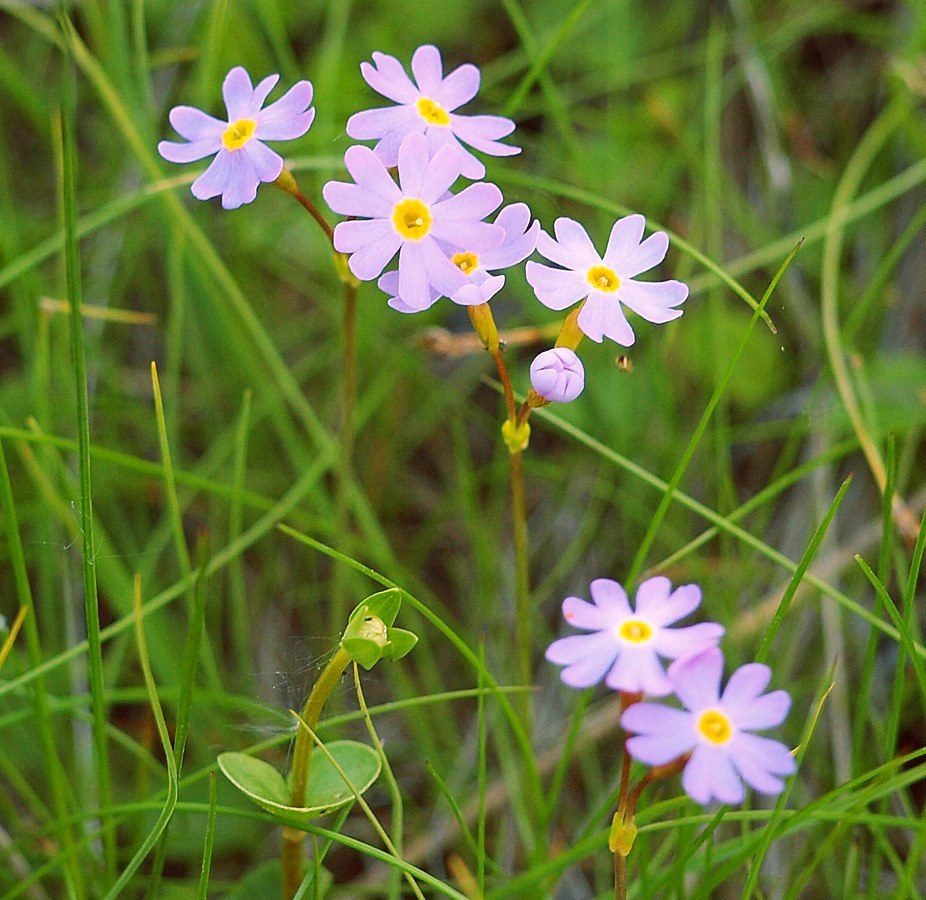 Image of Primula finmarchica specimen.