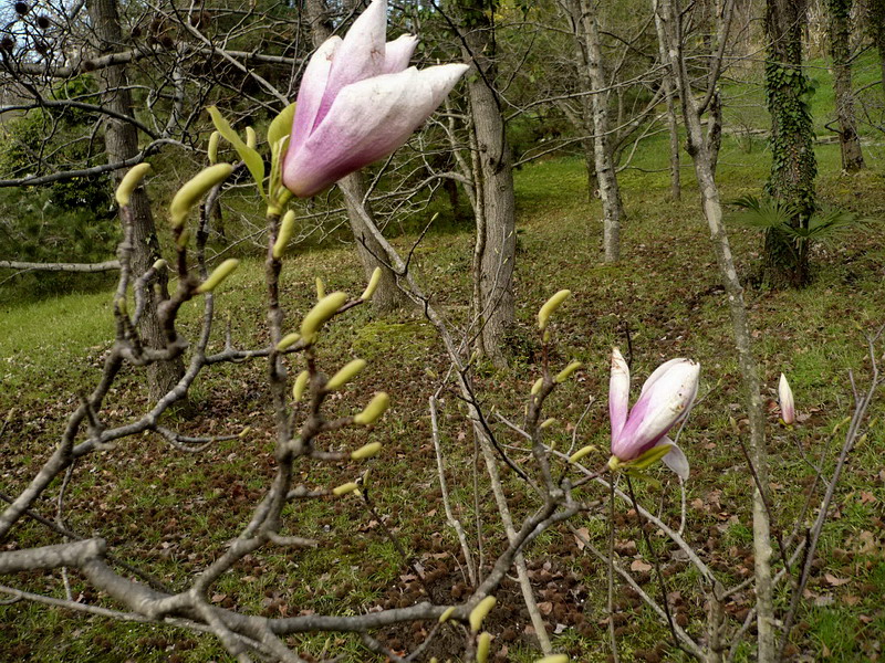 Изображение особи Magnolia liliiflora.