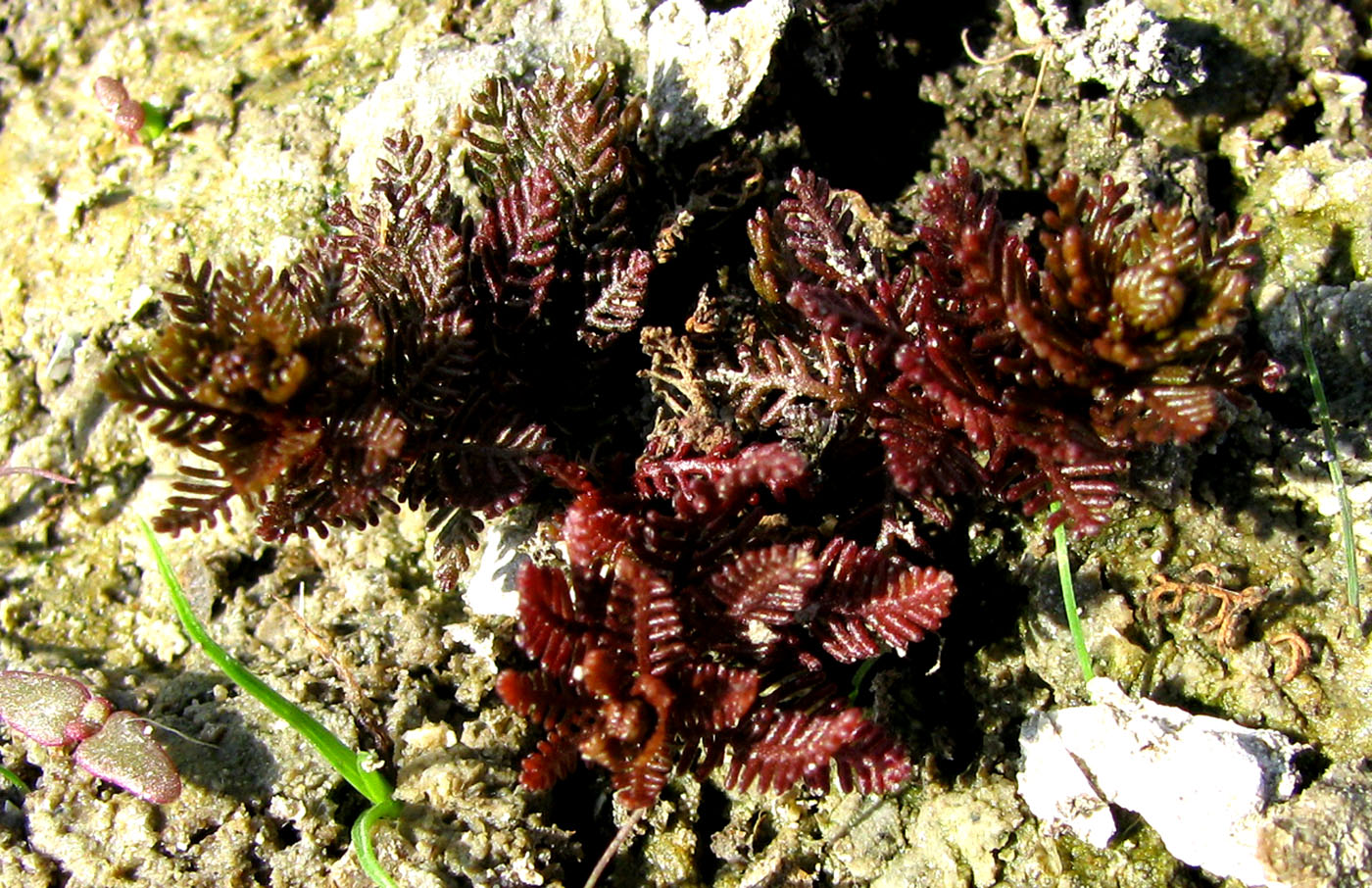 Image of Myriophyllum sibiricum specimen.