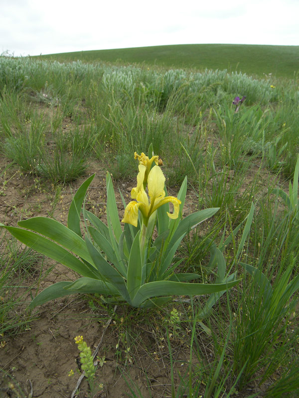 Изображение особи Iris scariosa.