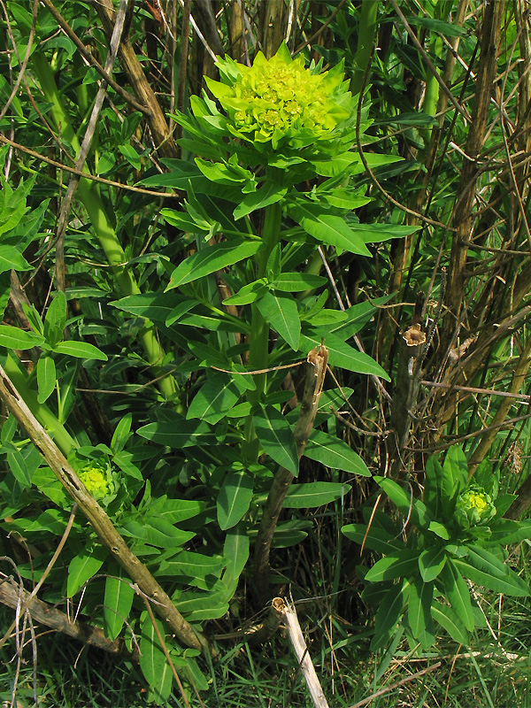 Image of Euphorbia palustris specimen.