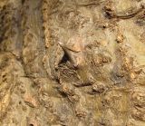 Erythrina corallodendron. Часть ствола старого дерева. Израиль, Шарон, г. Герцлия, в культуре. 01.04.2012.