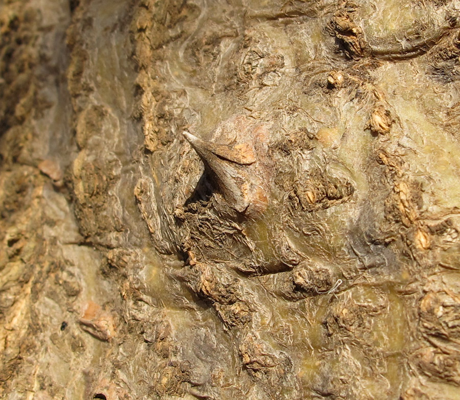 Image of Erythrina corallodendron specimen.