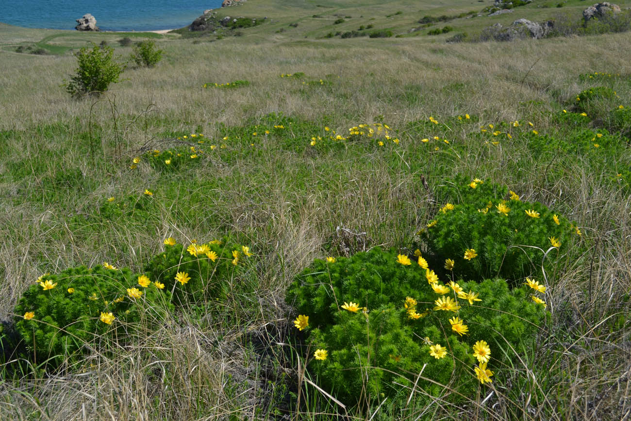 Image of Adonis vernalis specimen.