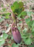 Aquilegia sibirica